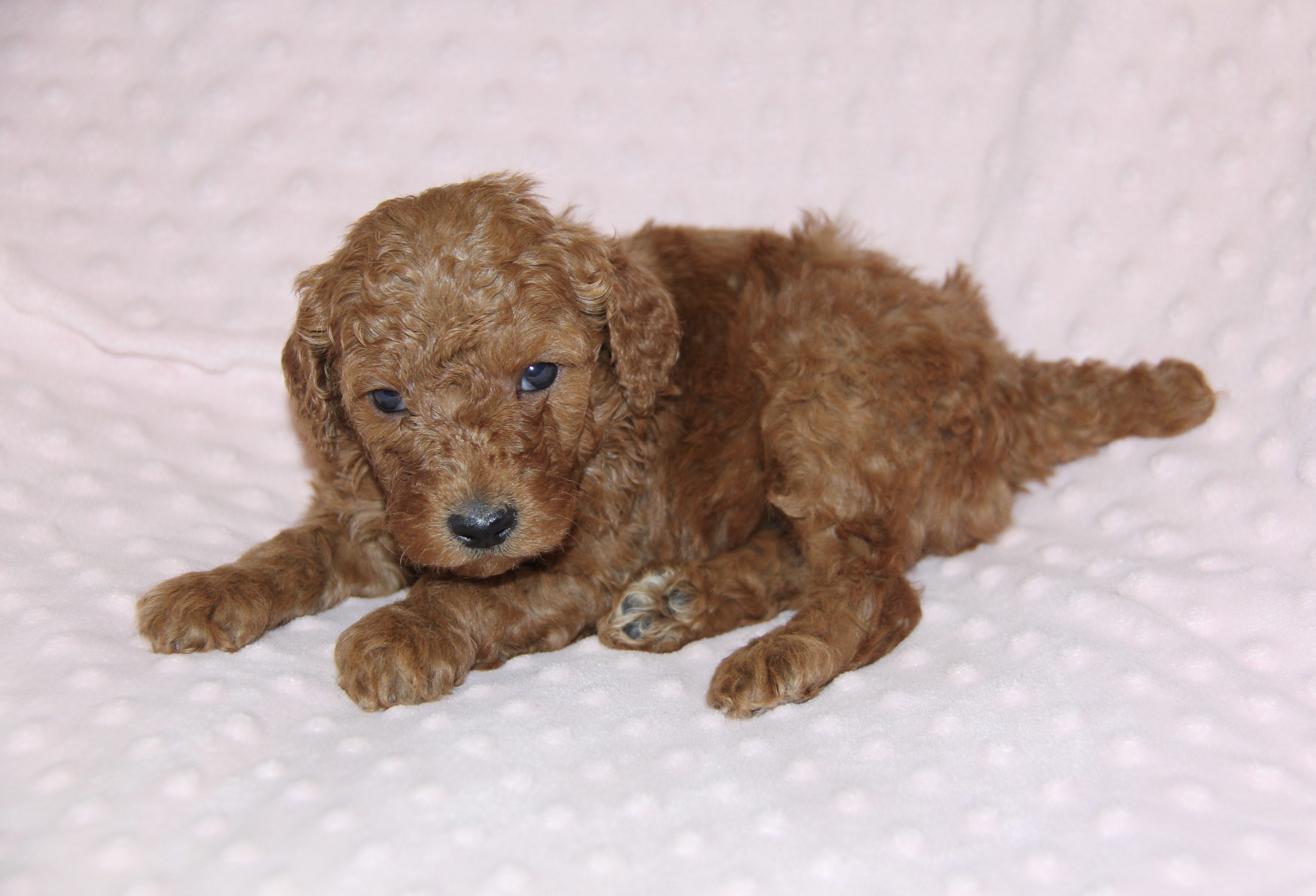 The Moyen Poodle - Premium Moyen Poodle Puppy Breeder In Texas!