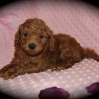 IMG_9264