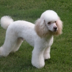 romeo1