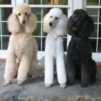 10ac1c985a8f45b4704260002c3cd800-black-standard-poodle-standard-poodles
