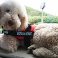 Charlie-service-dog-of-labradoodles-by-cucciolini2