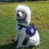 Service Dogs - Standard Poodles