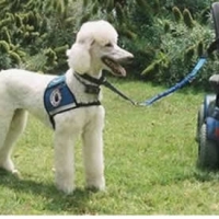 Do-Poodles-Service-Dog