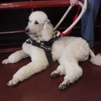 f48b191428dc046a5a326b10eeaca5e9--fluffy-puppies-dog-of-the-day