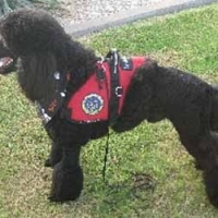 f60c0d7195be9162a0aecdb80c3c7003--therapy-dogs-working-dogs