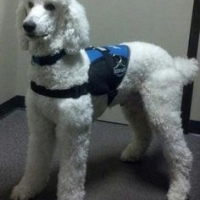 fa1fb018683610cb915bdf4753438eb3--poodle-cuts-standard-standard-poodles