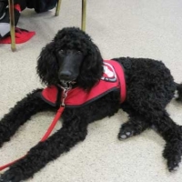 heidicandocaninestandardpoodle
