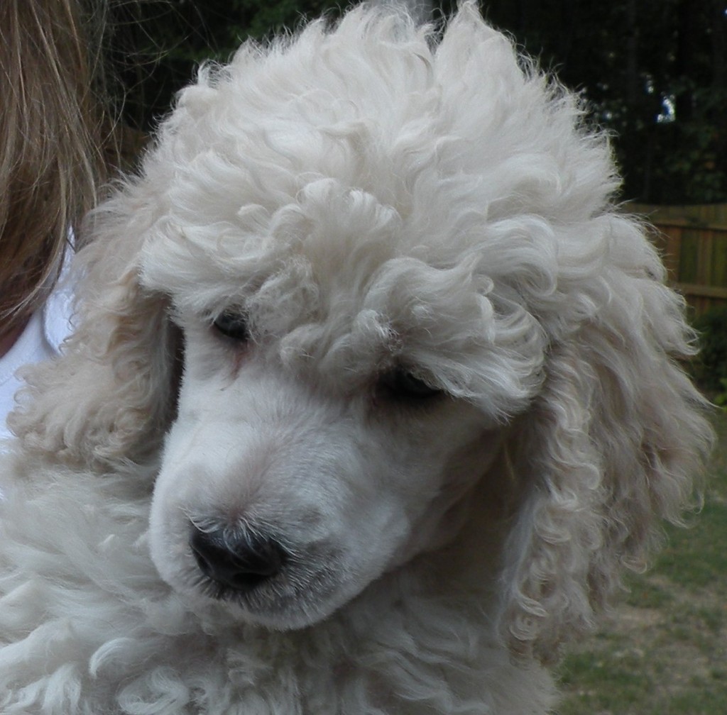 Moyen Poodle Puppies in Texas Small Standard Poodles