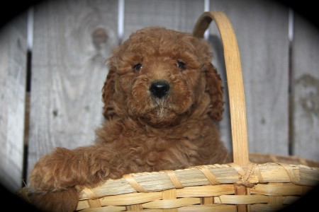 Available Red Moyen Poodle Puppies, Small Standard Poodle Puppies Texas Poodle Breeders 