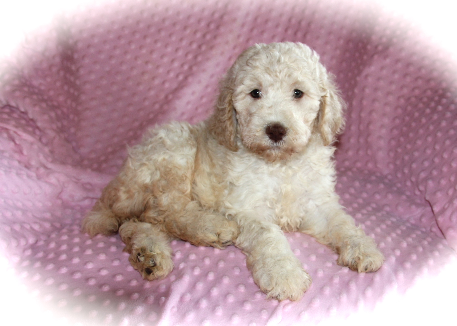 Cream Moyen Poodle Puppy