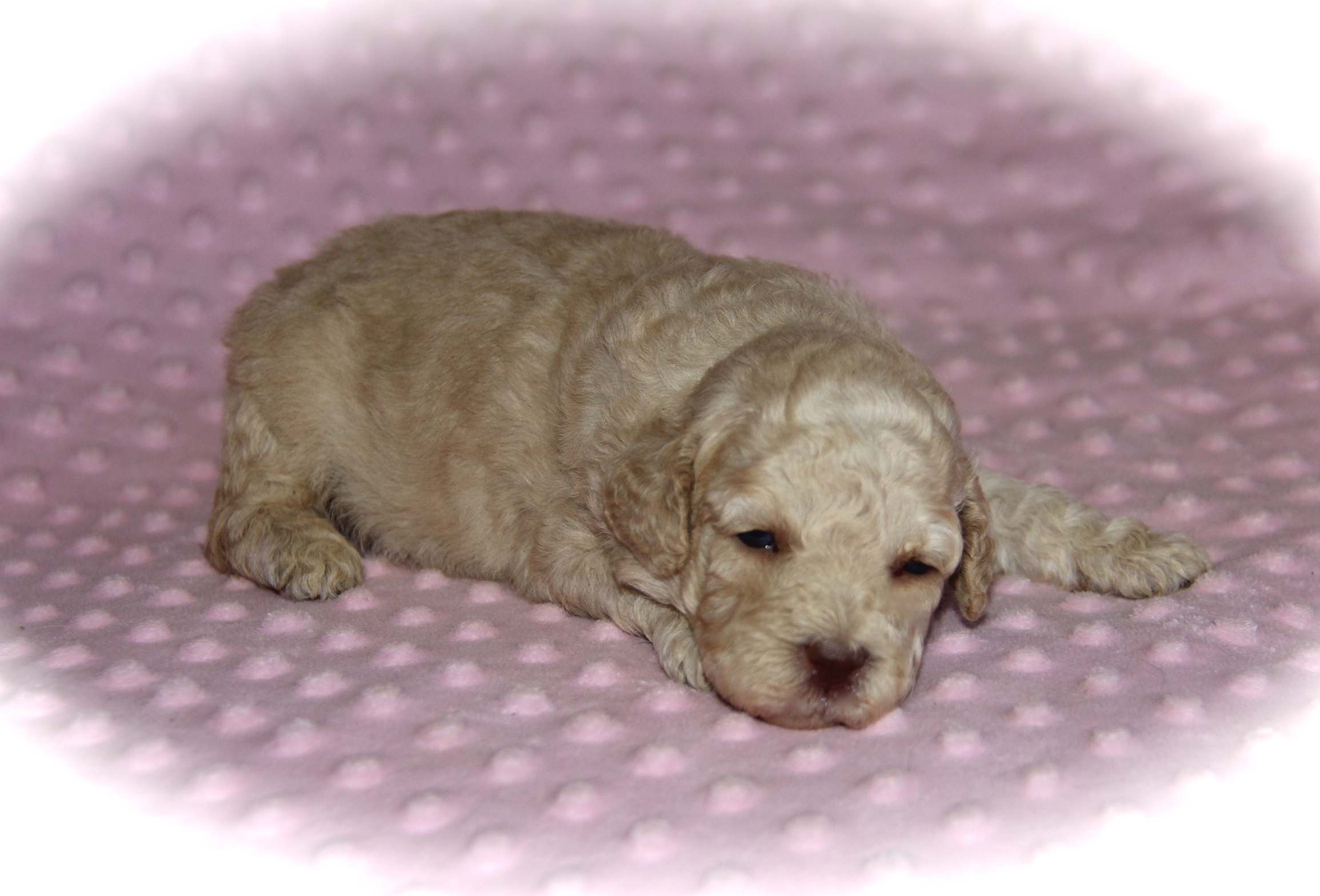 Moyen Poodle puppies in Texas