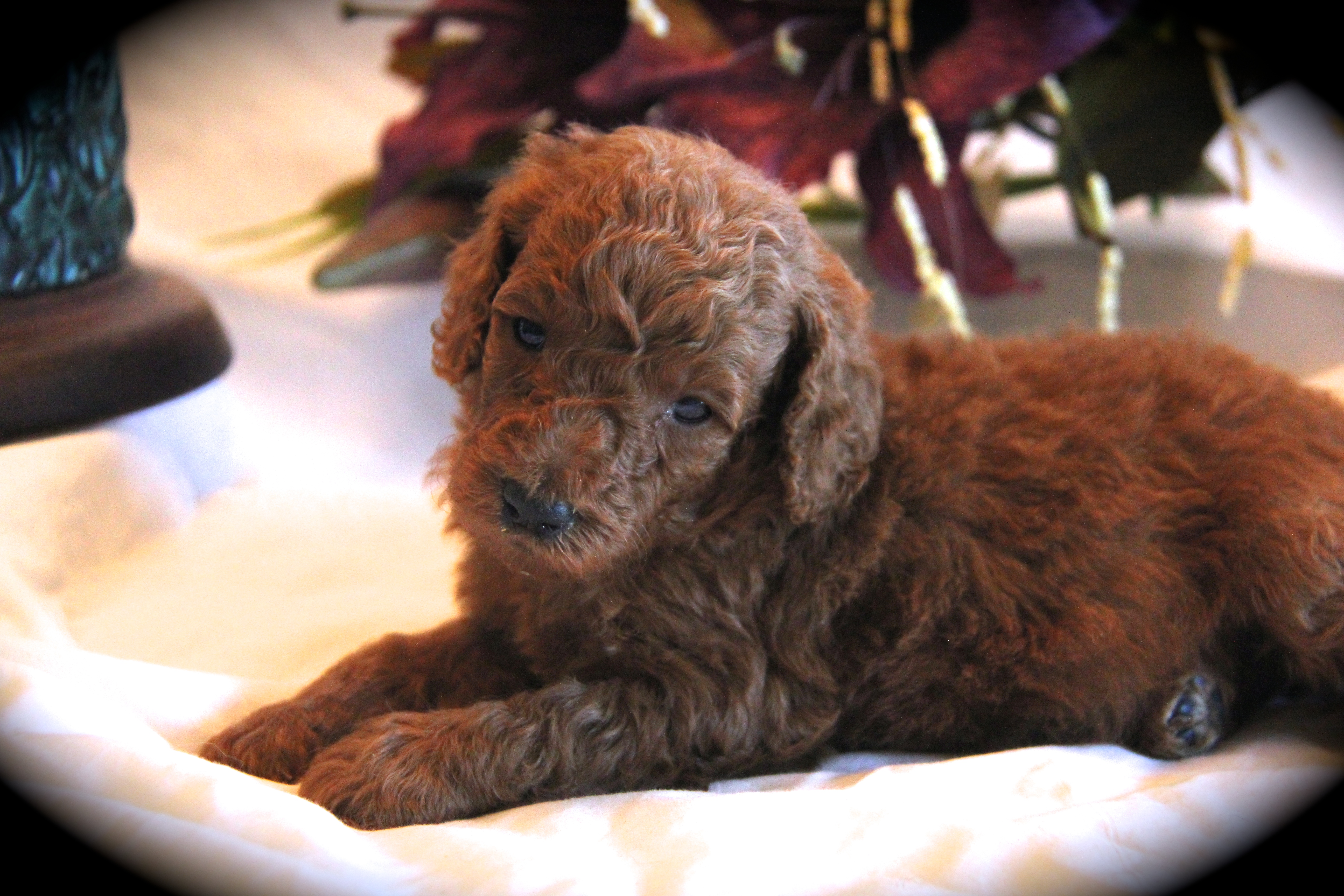 red moyen poodle puppy - Small Standard Poodle - Medium size Poodle