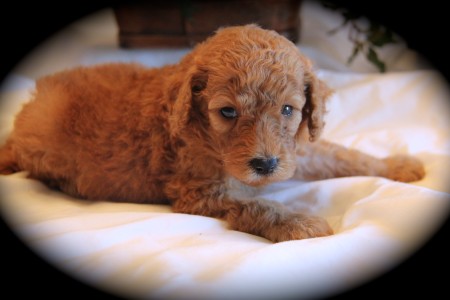 Red Moyen Poodle Puppy Texas