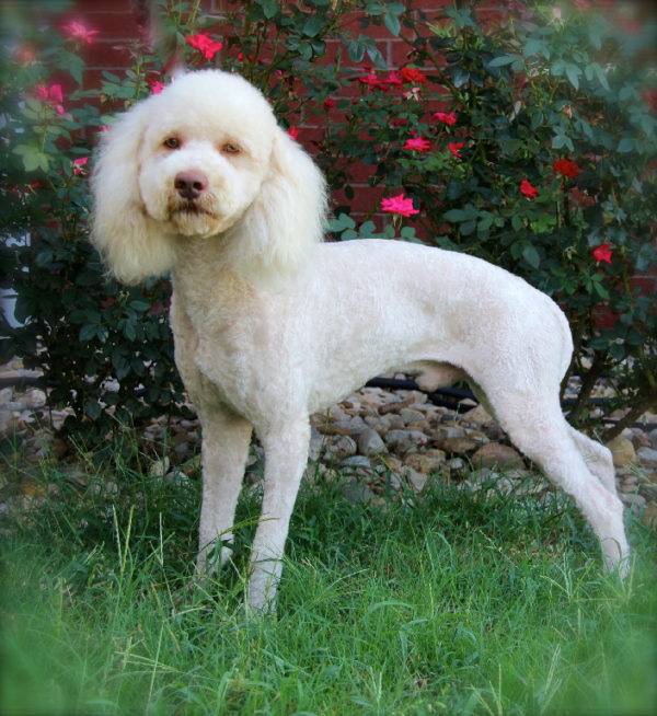 TheMoyenPoodle.com - Premium Moyen Poodle Breeder in Dallas, Texas