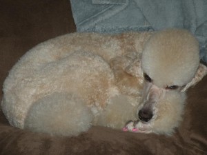 Melody - Moyen Poodle Female