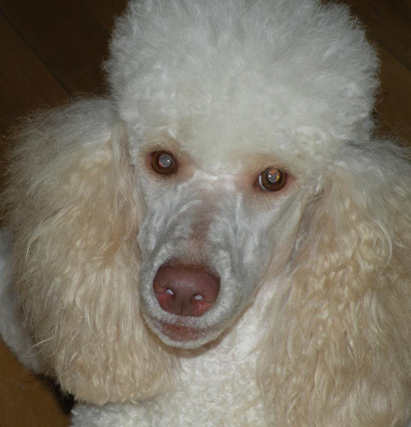 liver nose toy poodle