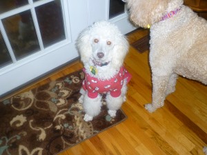 Lilly - the moyen poodle