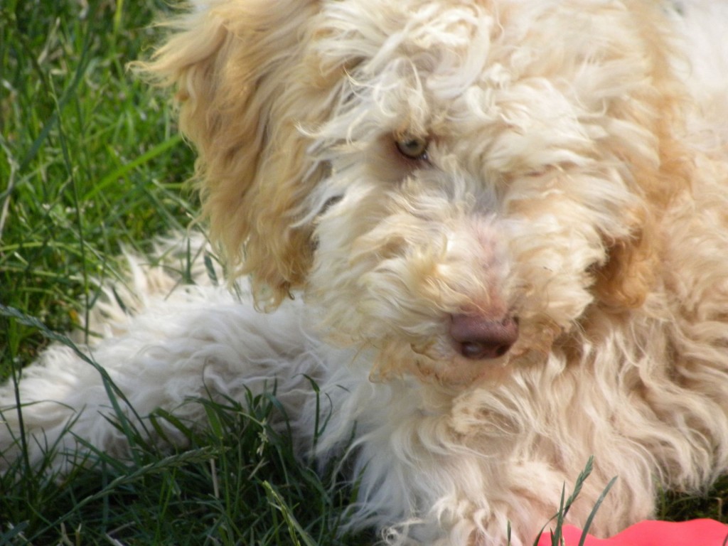 Molly - moyen poodle puppy