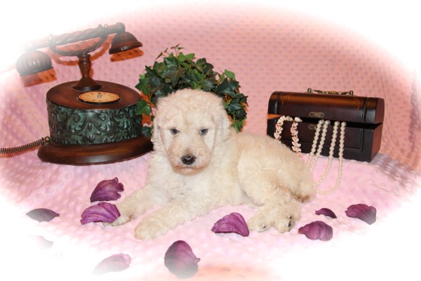 White moyen poodle puppy - Small Standard Poodle - Medium size Poodle