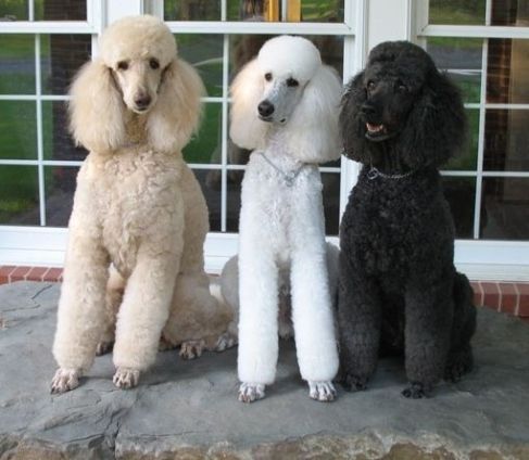 Black standard best sale poodle breeders