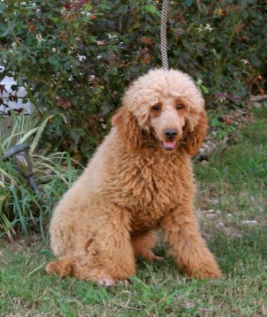 Lily Moyen Poodle Female Apricot