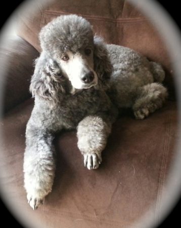 Tango - Blue Moyen Poodle Female