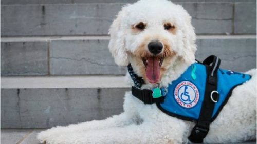 Service dog Poodle opens door