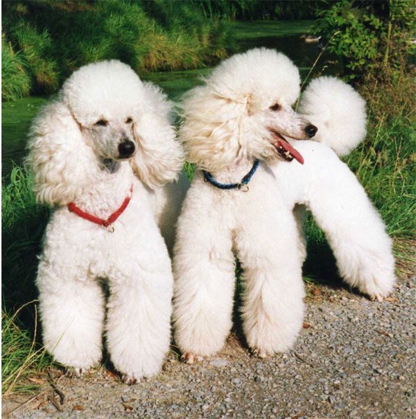 Moyen Poodles