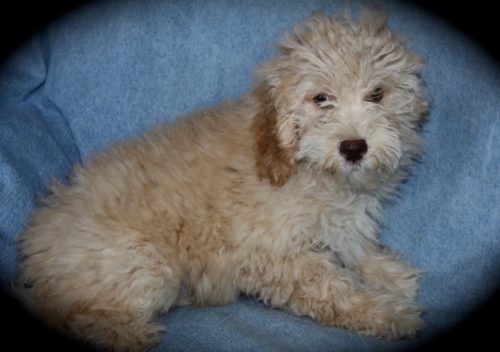 Available Apricot Moyen Poodle Puppy