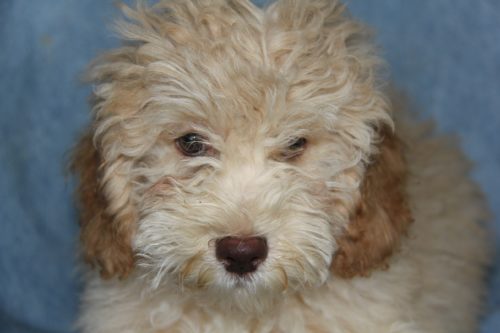 Available Apricot Moyen Poodle Puppy