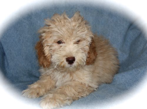 Available Apricot Moyen Poodle Puppy