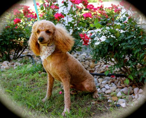 Copper Moyen Poodle Male