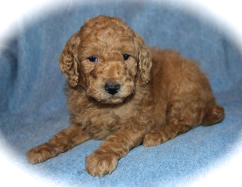 Moyen Poodle Puppies in Texas