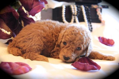 Apricot and Red Moyen Poodle Puppies in Texas