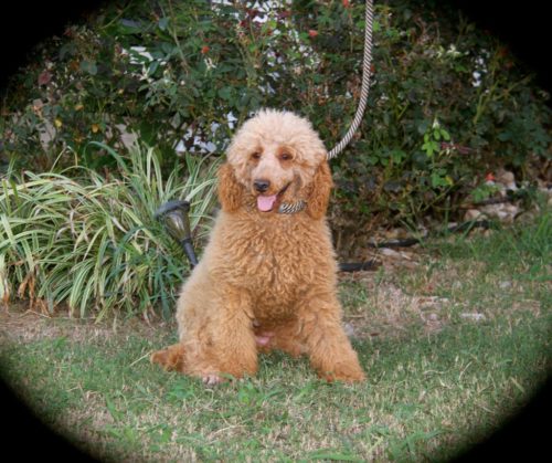 Lilly Moyen Poodle Female Apricot