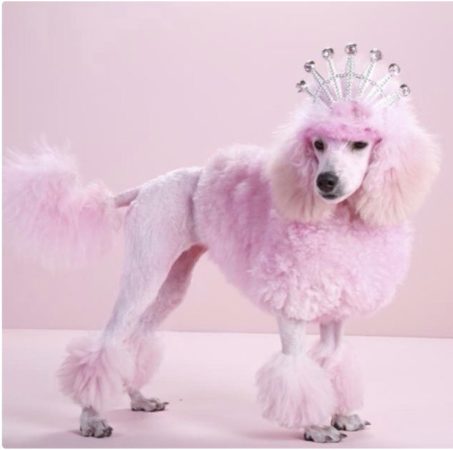 The Pink Froo Froo Poodle stereotype 