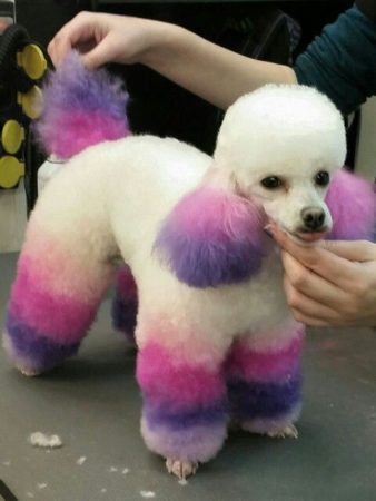 Colorful Poodle Puppy