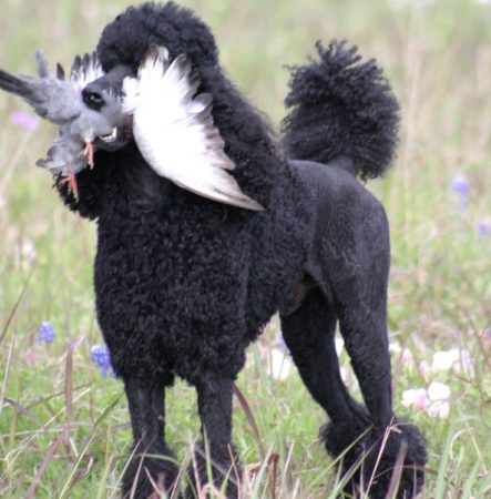 poodles in work and sport - hunting poodles - bird dogs