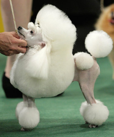 Poodles in competition 