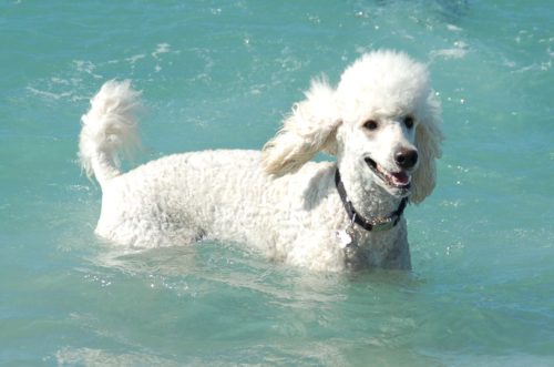 White Standard Poodle Swimming in the water