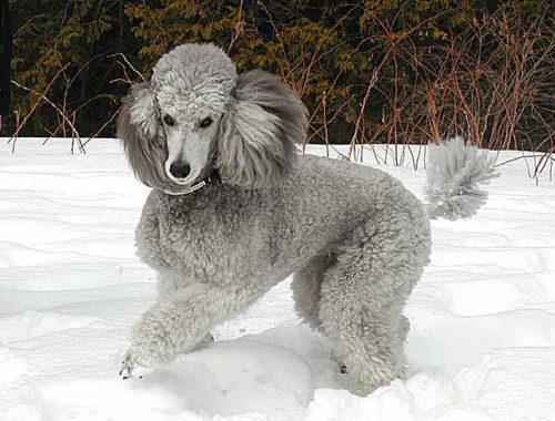 Silver Poodle in the snow