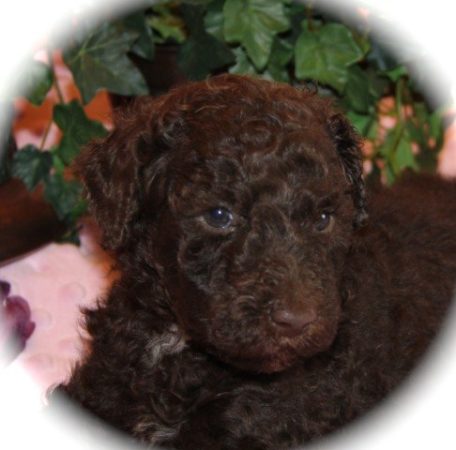 chocolate - brown moyen poodle puppy