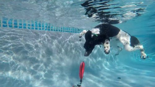 Poodle diving under water for his toy