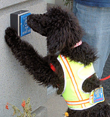 Service dog Poodle opens door