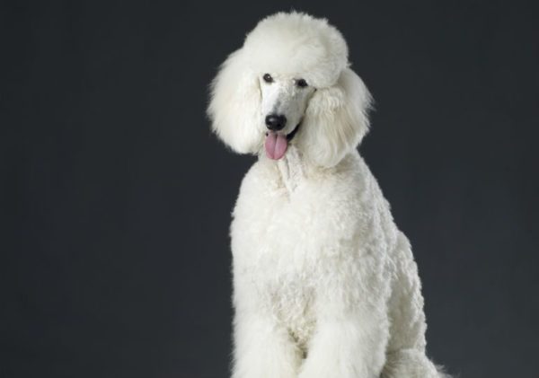 Standard Poodle