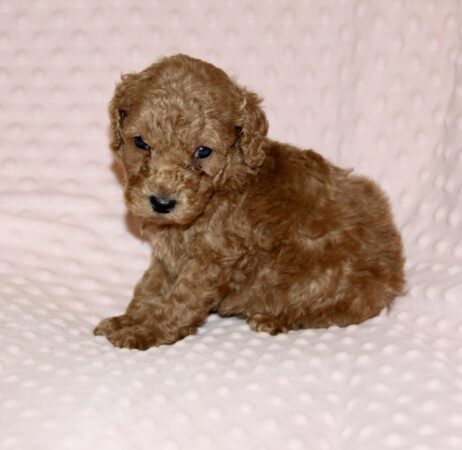 The Moyen Poodle - Premium Moyen Poodle Puppy Breeder in Texas!