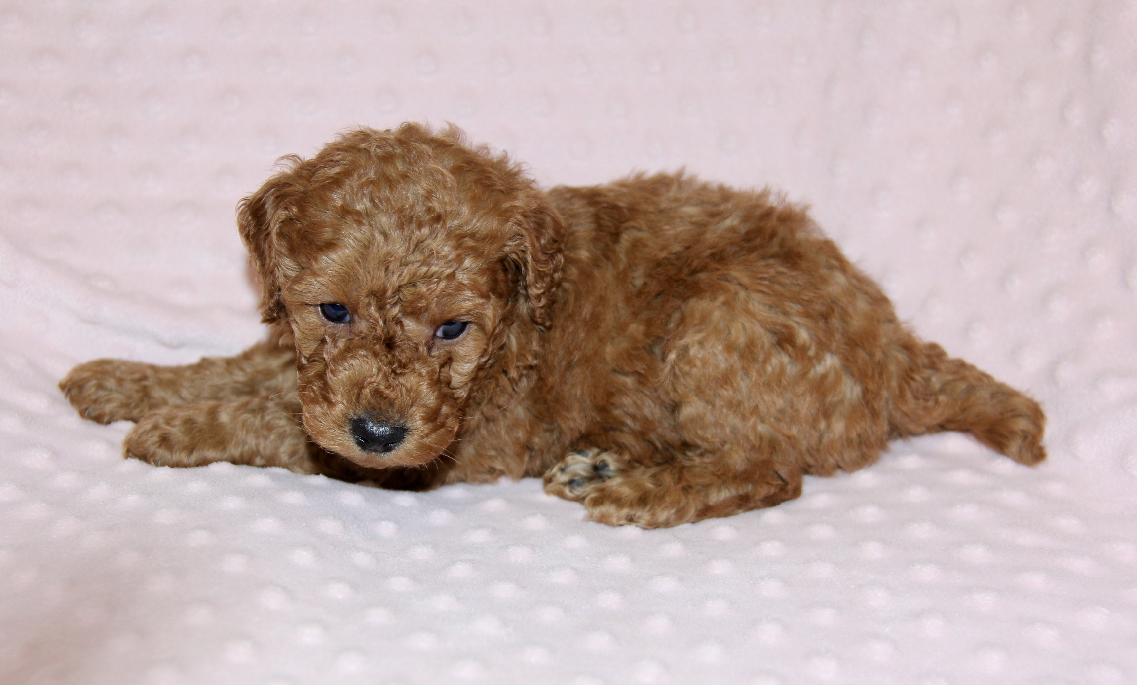 The Moyen Poodle - Premium Moyen Poodle Puppy Breeder in Texas!