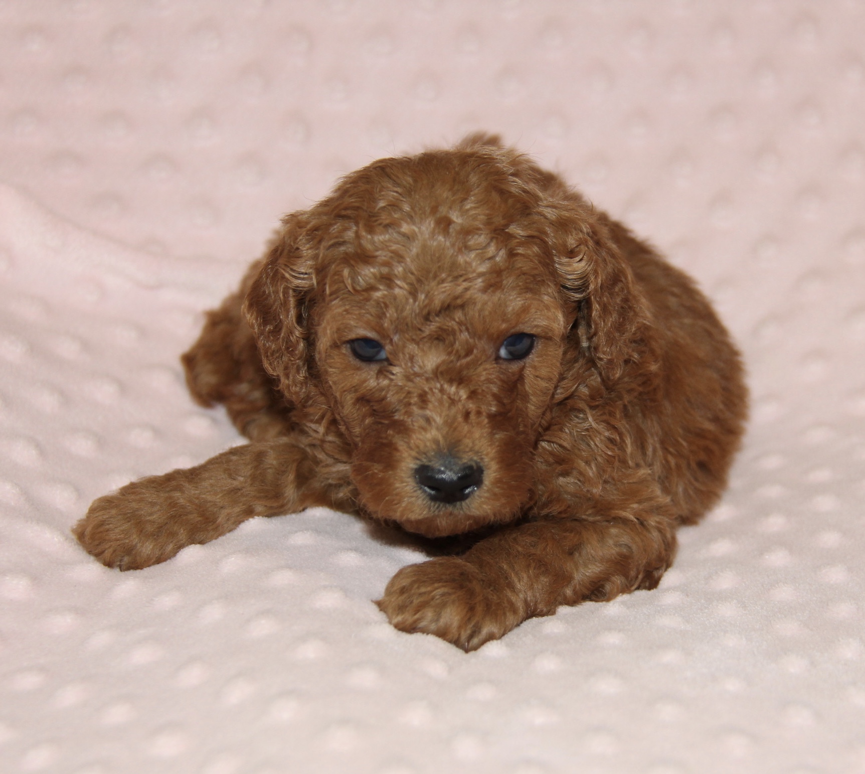 The Moyen Poodle - Premium Moyen Poodle Puppy Breeder in Texas!