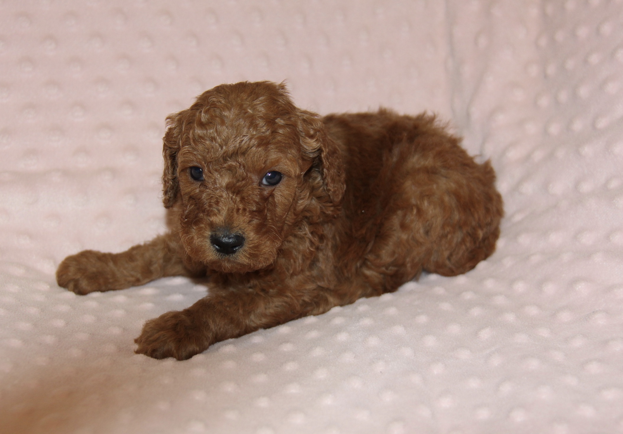 The Moyen Poodle - Premium Moyen Poodle Puppy Breeder in Texas!