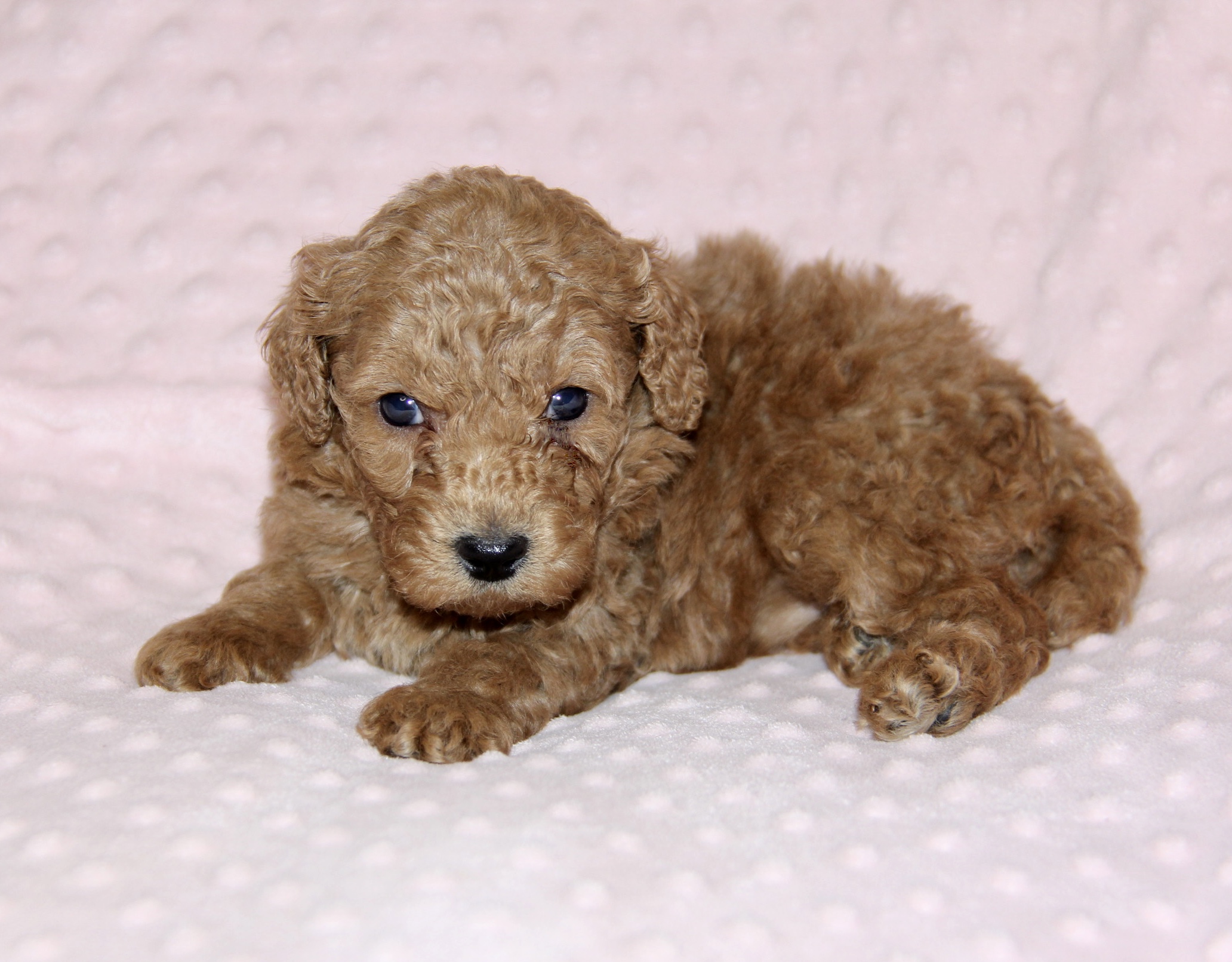 The Moyen Poodle - Premium Moyen Poodle Puppy Breeder in Texas!